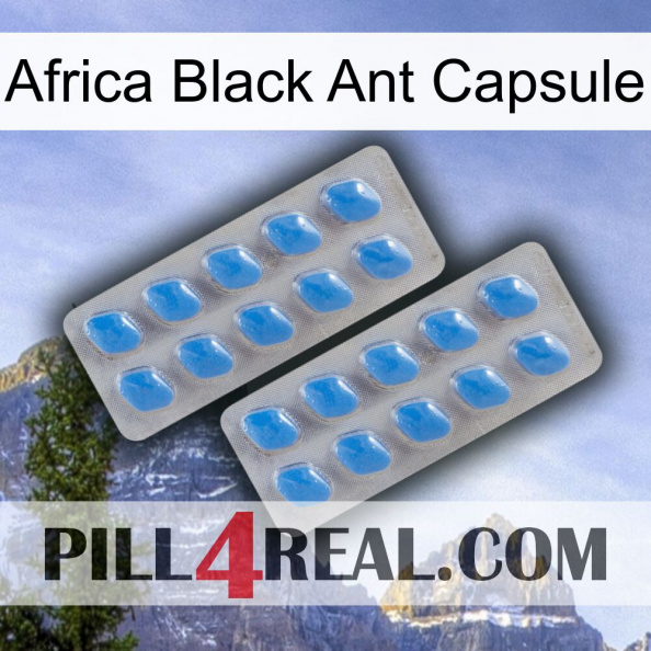 Africa Black Ant Capsule 23.jpg